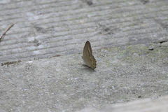 Lethe syrcis