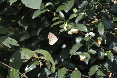 Lethe syrcis