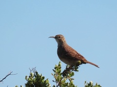 Certhilauda semitorquata