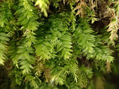 Plagiothecium nemorale