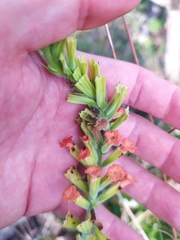 Stachytarpheta longispicata