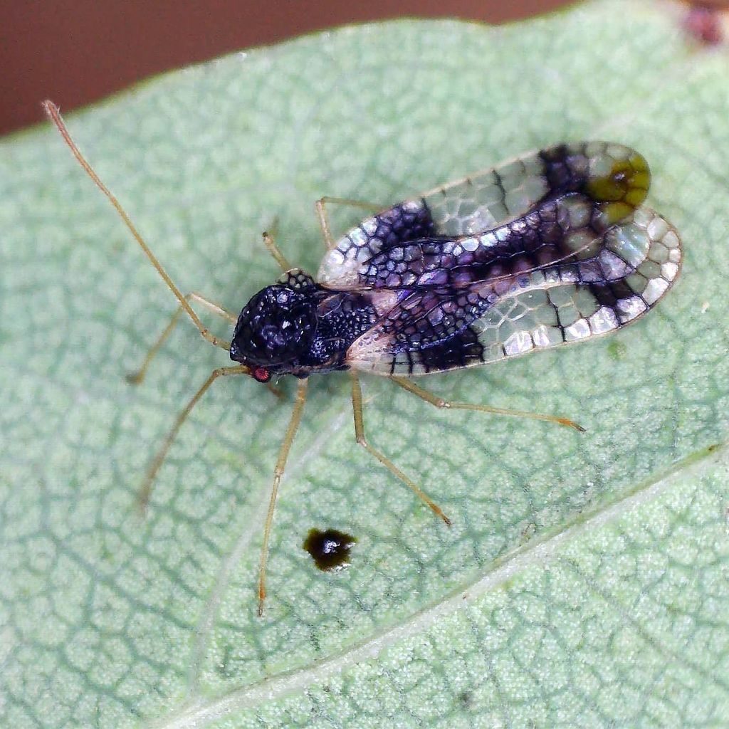 Andromeda Lace Bug