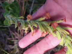 Stachytarpheta longispicata