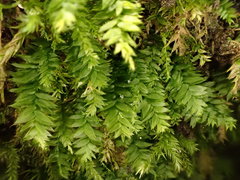 Plagiothecium nemorale