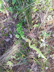 Stachytarpheta longispicata