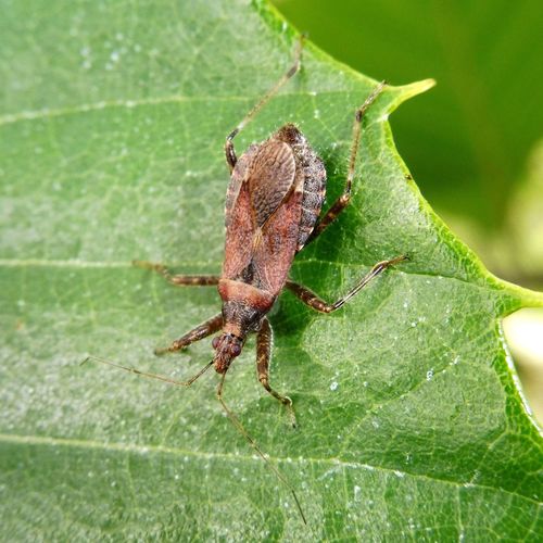 Žiaurioji Skerdblakė nuotrauka