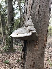 Fomes fomentarius