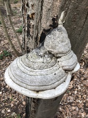 Fomes fomentarius