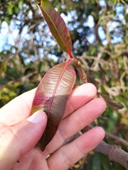 Hancornia speciosa