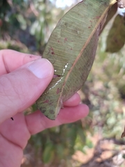 Hancornia speciosa