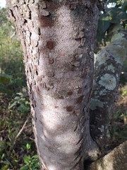 Hancornia speciosa