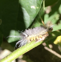 Halysidota ruscheweyhi