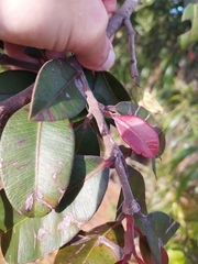Hancornia speciosa