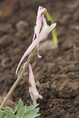 Corydalis schanginii