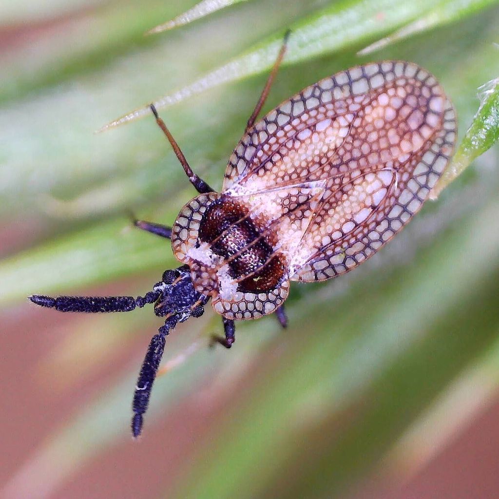 Gorse Lacebug