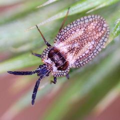 Dictyonota strichnocera