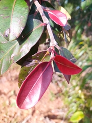 Hancornia speciosa