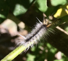 Halysidota ruscheweyhi