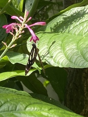 Heliconius atthis