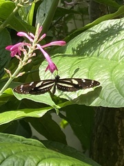Heliconius atthis