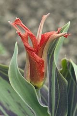 Tulipa fosteriana