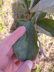 Psidium grandifolium