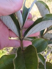 Psidium grandifolium