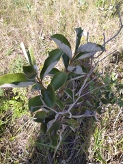 Psidium grandifolium