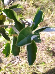 Psidium grandifolium