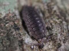Porcellio scaber