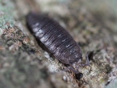 Porcellio scaber