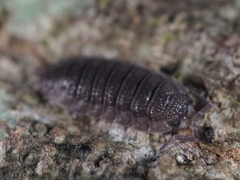 Porcellio scaber
