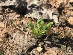Ranunculus bonariensis trisepalus