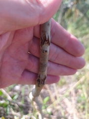 Psidium grandifolium