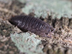 Porcellio scaber