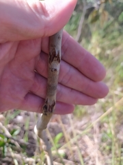 Psidium grandifolium