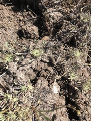 Hesperevax caulescens