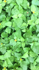 Calyptocarpus vialis