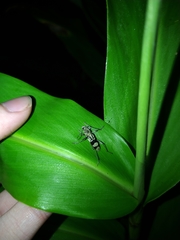 Chlorophorus signaticollis