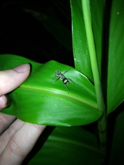 Chlorophorus signaticollis