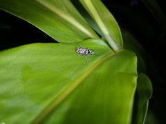 Chlorophorus signaticollis