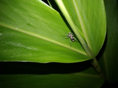 Chlorophorus signaticollis