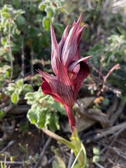 Serapias orientalis orientalis