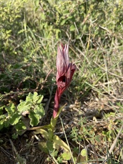 Serapias orientalis orientalis