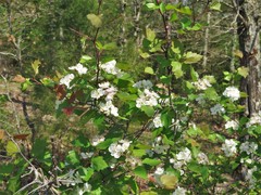 Crataegus ouachitensis