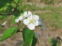 Crataegus ouachitensis