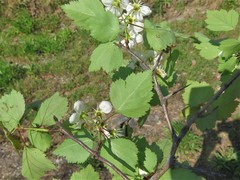 Crataegus ouachitensis