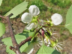 Crataegus ouachitensis