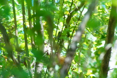 Ramphotrigon flammulatum