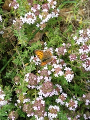 Lycaena bleusei